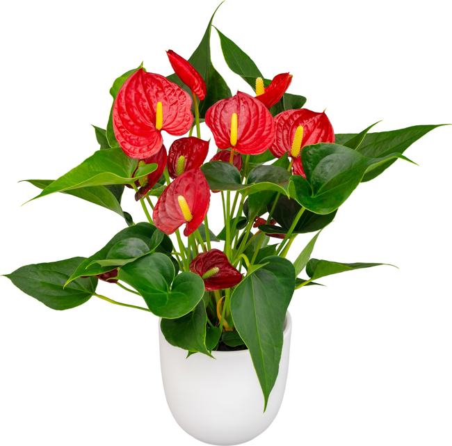 Anthurium rote Blume - Floramor
