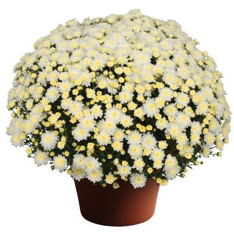 Chrysantheme Topf-Ø ca. 23 cm - Floramor