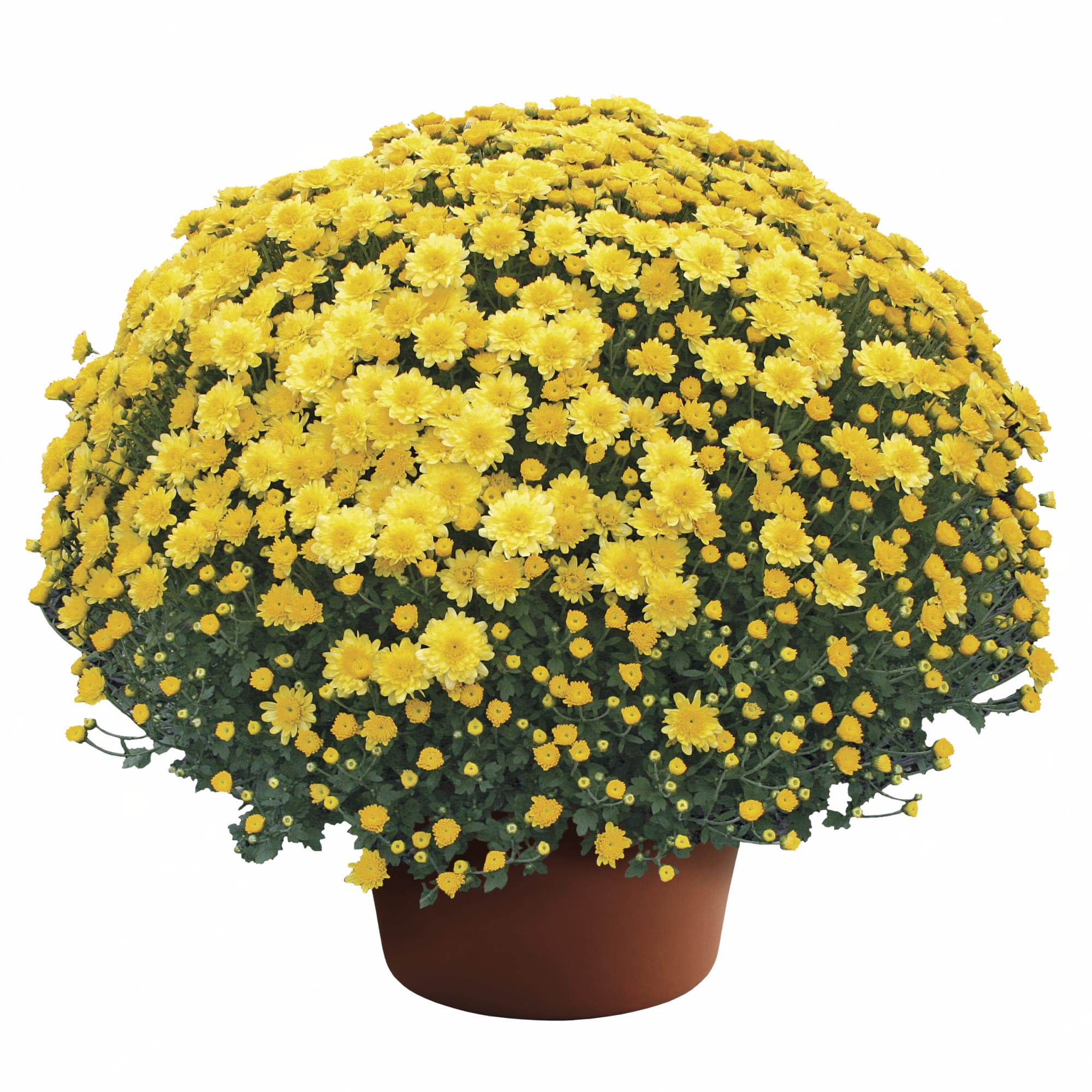 Chrysantheme Topf-Ø ca. 23 cm - Floramor