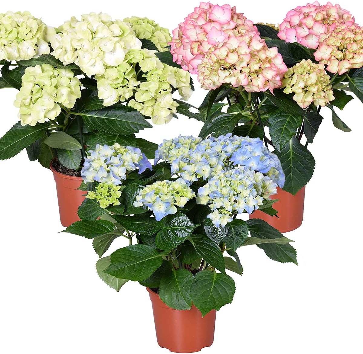 Bauernhortensie Höhe ca. 40 - 50 cm - Floramor