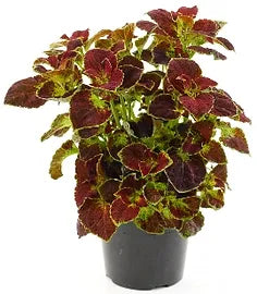 Buntnessel, verschiedene Farben - Floramor