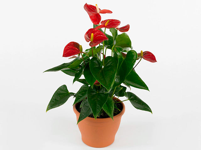 Anthurium rote Blume