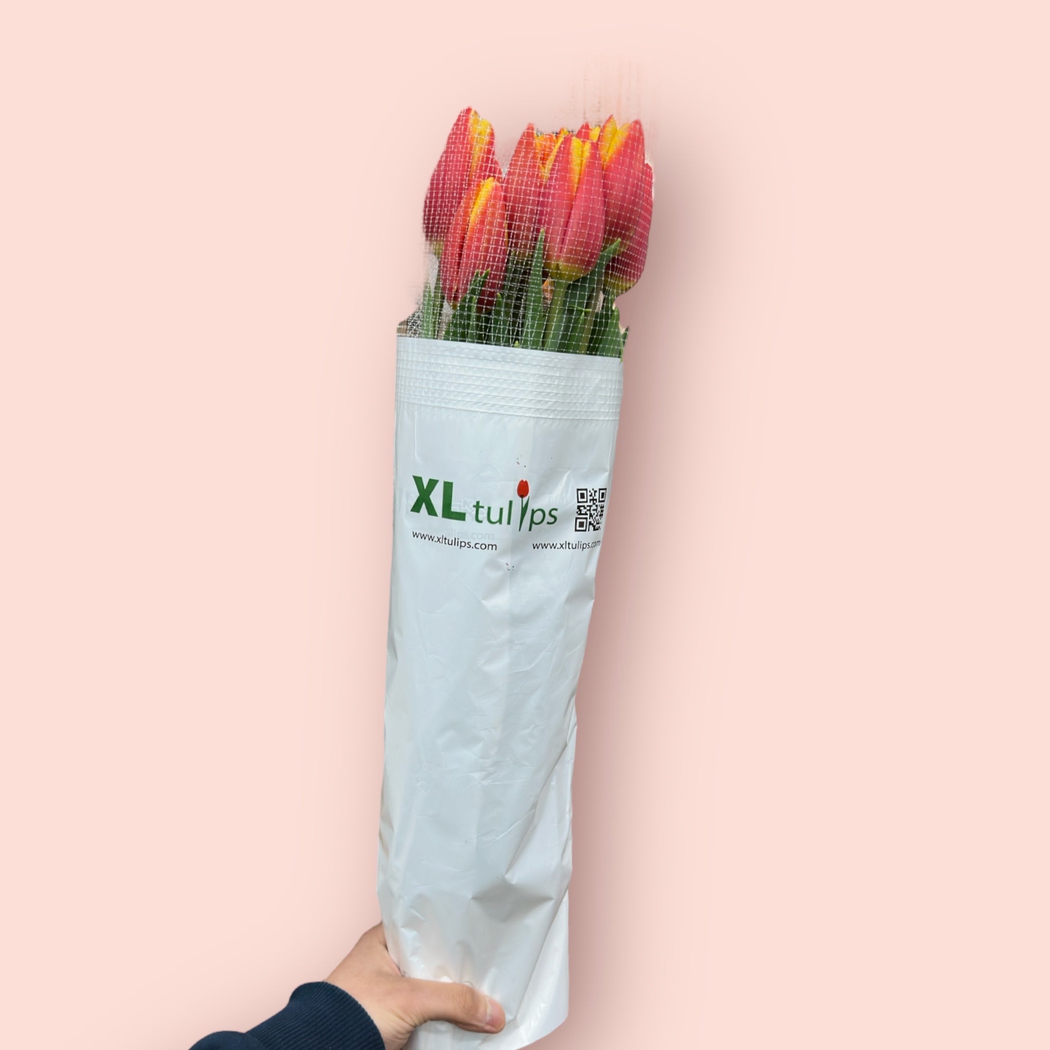 Französische Tulpen XL 65cm - Floramor 