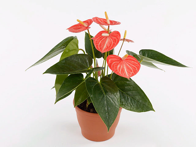 Anthurium rote Blume