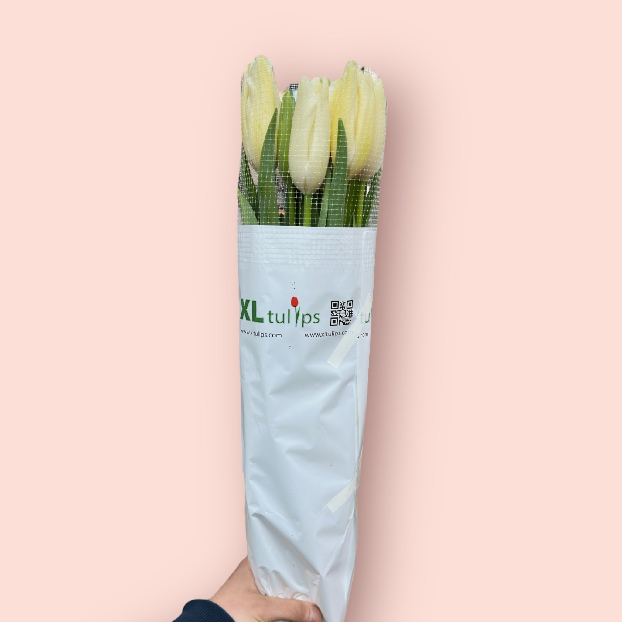 Französische Tulpen XL 65cm