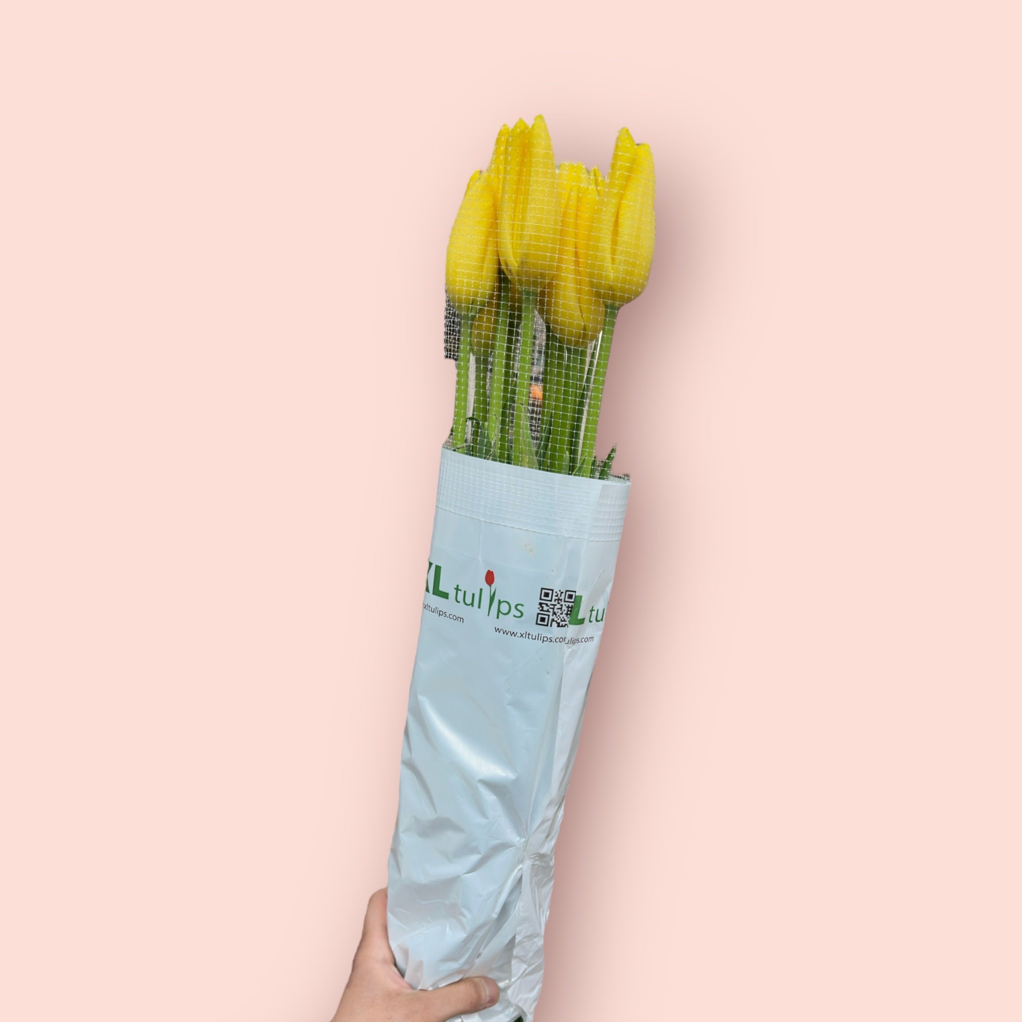 Französische Tulpen XL 65cm