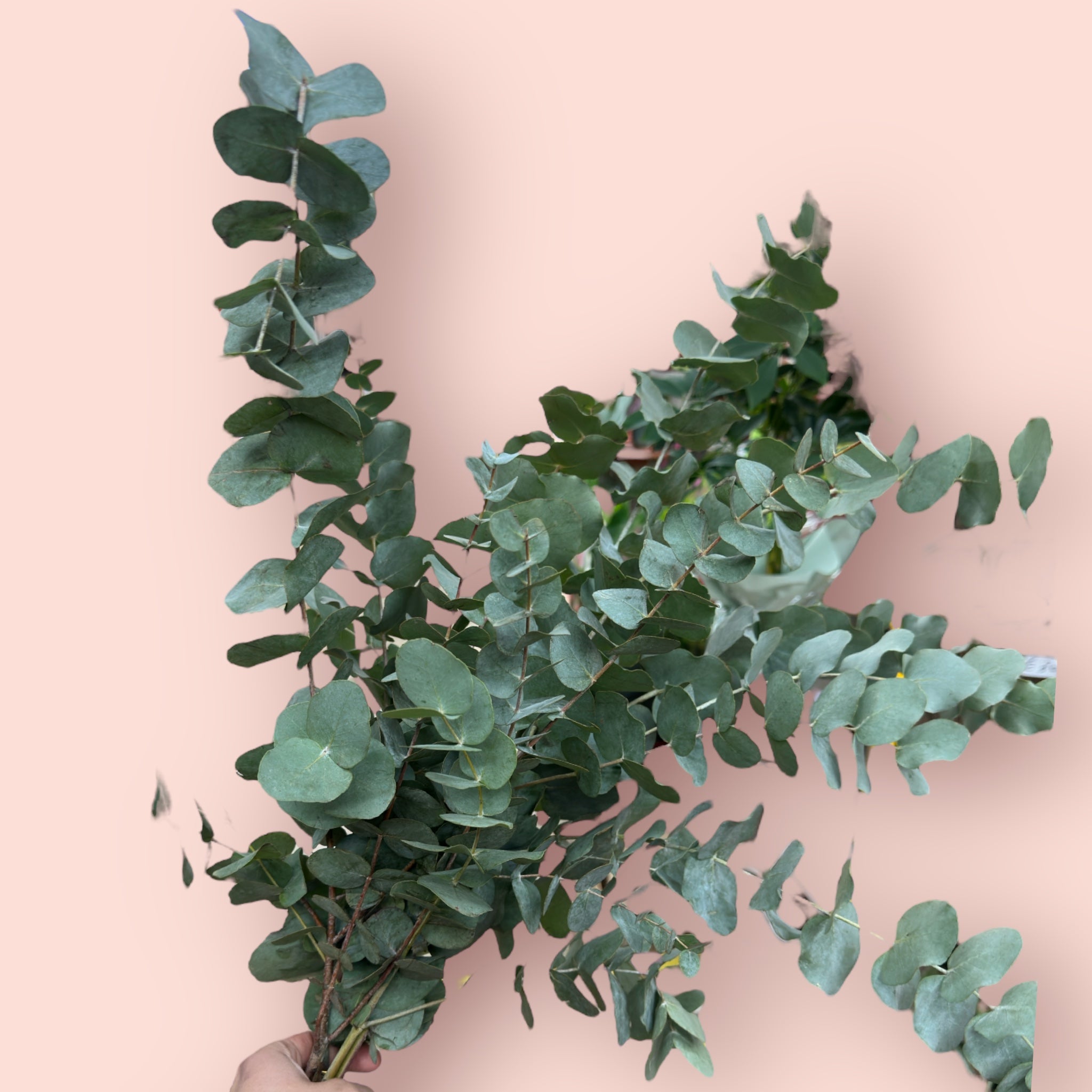 Eukalyptus 5 Stück - Floramor 