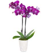 Lila Orchidee