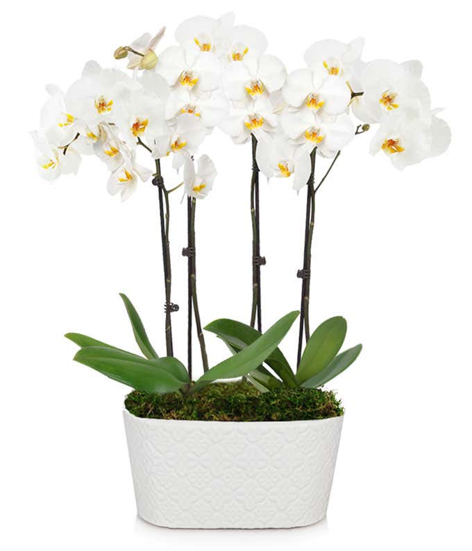 Exclusive 4 Stamm Orchidee