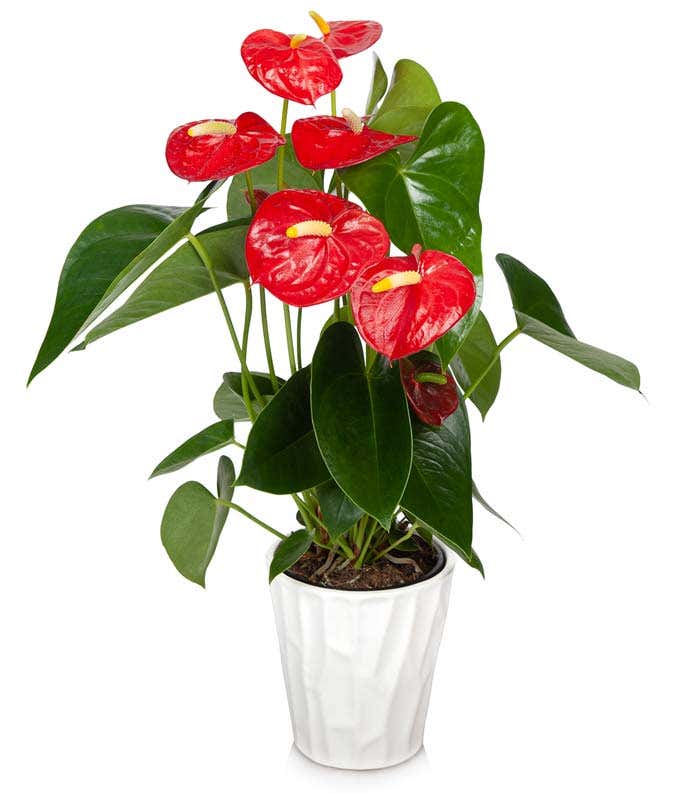 Rote Anthurium Pflanze