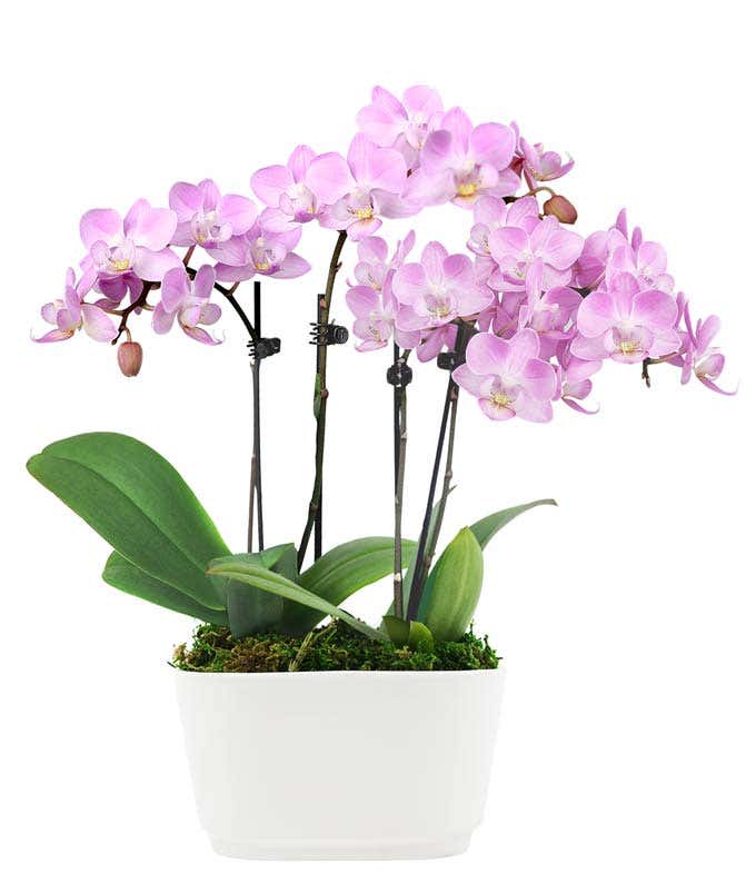 Lila Orchidee