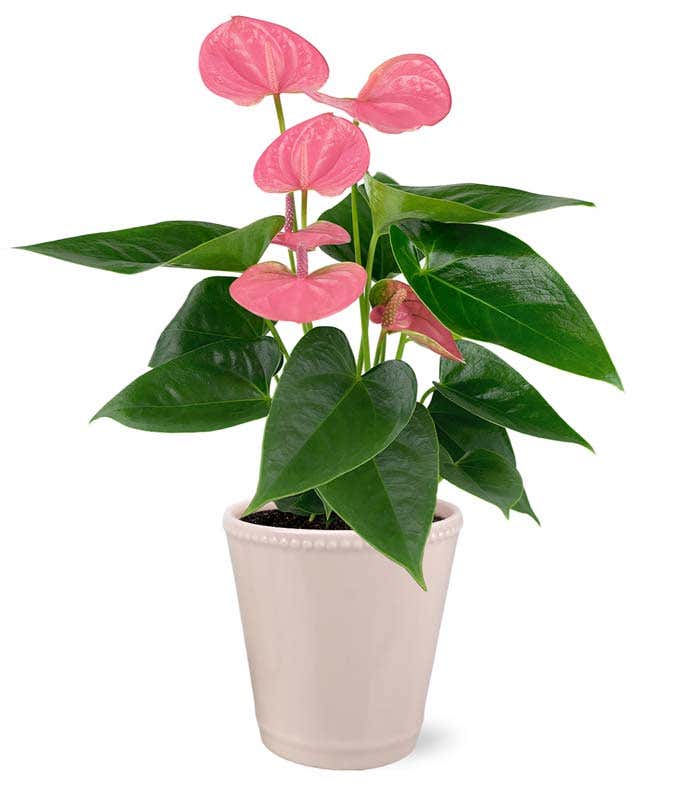 Rosa Anthurium Pflanze