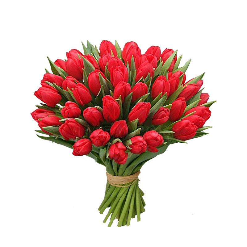 Frische Rote Tulpen